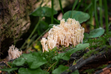 Mushroom ramaria (horned) in the form of corals on a fallen tree. Mushrooms close-up. nature background. forest.