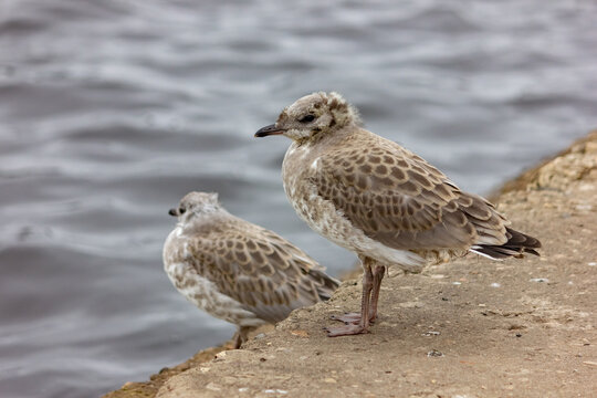 Chicks of seagulls on a pier near the water. Bird and sea close-up. Plumage. Wild birds background.