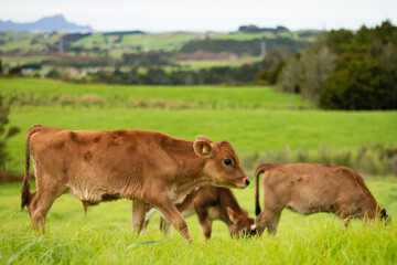 A herd of young calves explore the green pastures of an organic farm. 