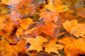 Fototapeta na wymiar Autumn maple leaves in puddle of water.
