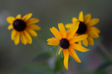 Black eyed susans