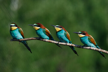 Four bee eaters sit on the same branch on a summer day