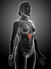 3d rendered, medically accurate illustration of a female Spleen Anatomy