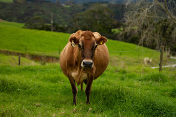 Naklejka na ściany i meble A dairy cow on an organic farm. 