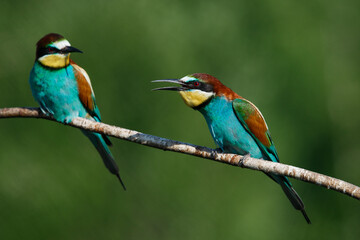 A Golden bee eater sits on a branch on a green background