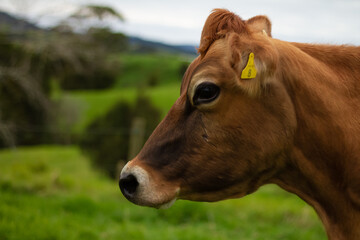 Obraz na płótnie Canvas A dairy cow on an organic farm. 