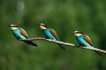 three bee eaters sit on the same branch