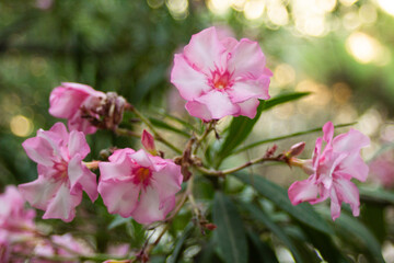 Fototapeta na wymiar Pink flowers on oleander bushes in a summer park