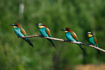 Four bee eaters sit on the same branch on a summer day