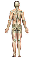 3d rendered, medically accurate illustration of a male skeleton system
