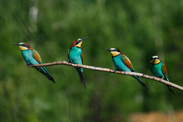 Fototapeta na wymiar Four bee eaters sit on the same branch on a summer day