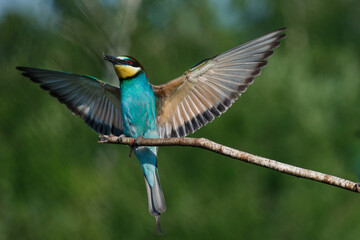European Bee-eater comes in to land on a branch with another bee-eater