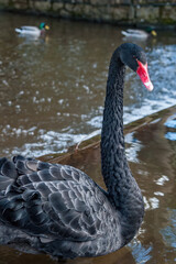 Black Swan