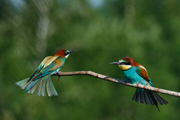 European Bee-eater comes in to land on a branch with another bee-eater