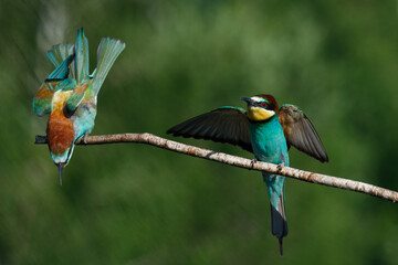 European Bee-eater comes in to land on a branch with another bee-eater