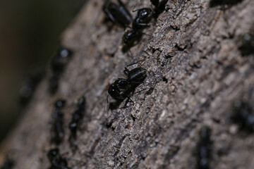 macro of big ant on the trunk, worker ants in colony