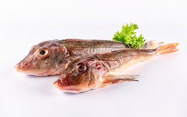 knurrhahn