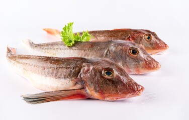 knurrhahn