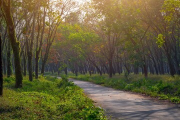 Obraz premium Empty roads in the autumn forest 