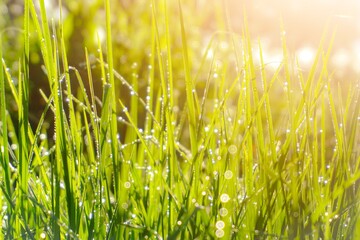 Morning dew on the green grass at summer under the sunlight. Perfect for natural background 