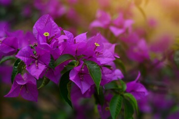 Bougainvillea flowers under the sunlight with blurred background, perfect for background or wallpaper. 