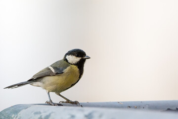 Great Tit (Parus major), Greece