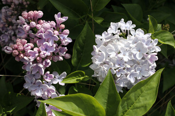 Lilas violet et blanc © CenedraBarak