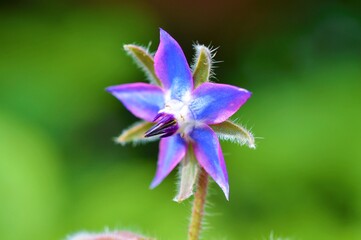 Close-up of borage flower  (Borago officinalis).