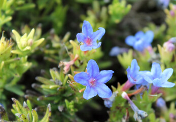 Fototapeta na wymiar Fleurs bleues