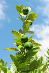 Fototapeta premium Green lemons on a branch in Israel