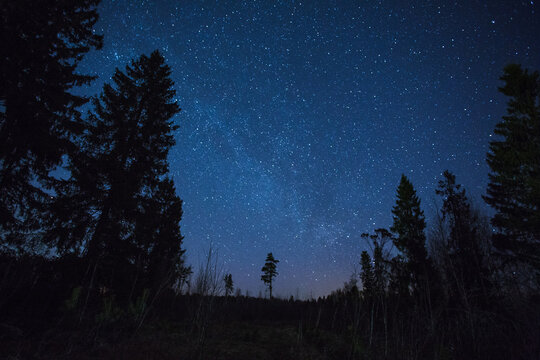 starry night over the forest