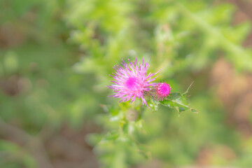 凛とした可愛いあざみ