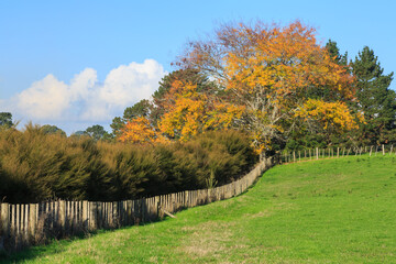 Farm landscape in autumn. A fence leads to a tree with beautiful golden foliage. Photographed in...