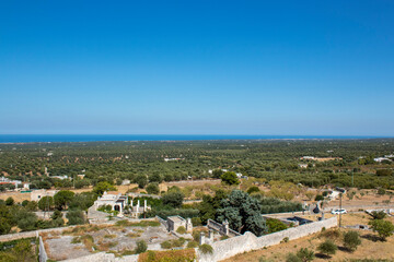 Obraz premium Olive Grove in southern Italy. Panoramic view of a olive grove in south of Italy in puglia ( apulia). Clear sky and the sea in background
