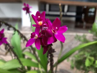 Red or purple color phalaenopsis or moth dendrobium orchid flower.its a beautiful and colorful background orchid
