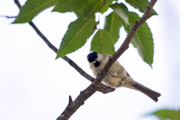 Marsh Tit (Poecile palustris), Greece
