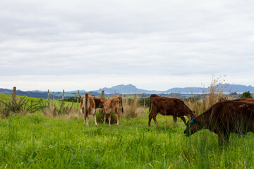 Fototapeta na wymiar A herd of young calves explore the green pastures of an organic farm. 
