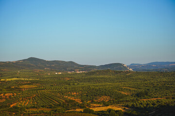 Fototapeta premium Plantations of olive trees. The valleys and hills are planted with olives. Production of olive oil, and olives. Greece, Kalamata, Halkidiki.