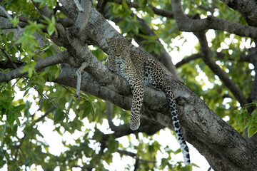 Leopard on a tree, Masai Mara