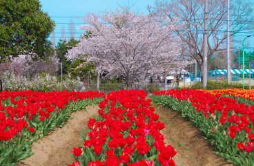 チューリップ畑 稲敷チューリップまつり 和田公園 茨城県稲敷市浮島