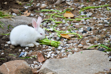 white rabbit in the garden