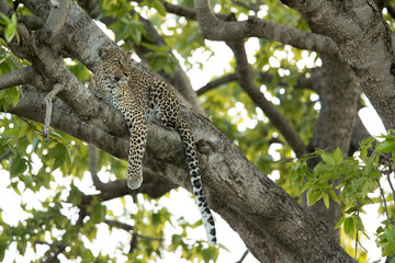 Fototapeta na wymiar Leopard Bahati sitting on the tree at Masai Mara, Kenya