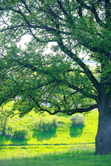 The big tree on a green meadow