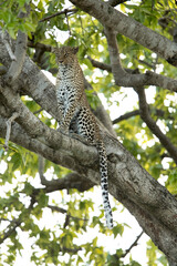 Leopard Bahati on the tree at Masai Mara, Kenya