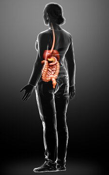 3d rendered medically accurate illustration of female Digestive System