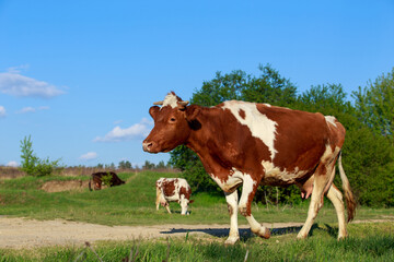 Naklejka na ściany i meble Cows in the meadow