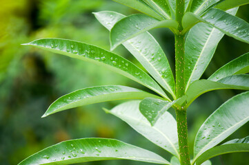 green leaf with water drops