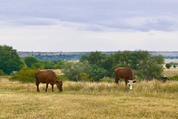 Naklejka na ściany i meble Two brown cows in the grazes against the backdrop of the natural landscape.