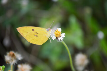 butterfly on flower