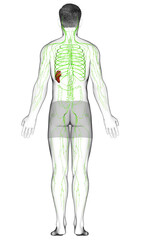 3d rendered medically accurate illustration of a male lymphatic system